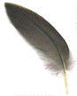 Applegate Boatworks feather logo